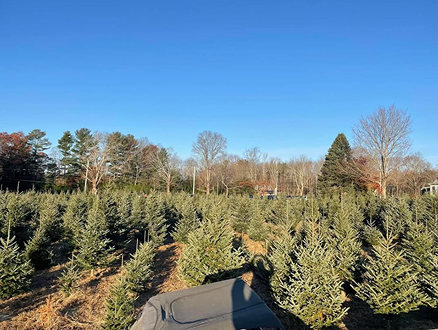 Fir tree farm