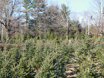 Fir tree farm