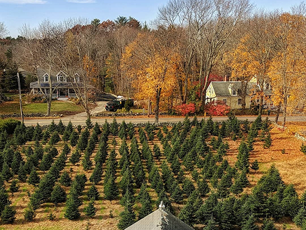 Fir tree farm